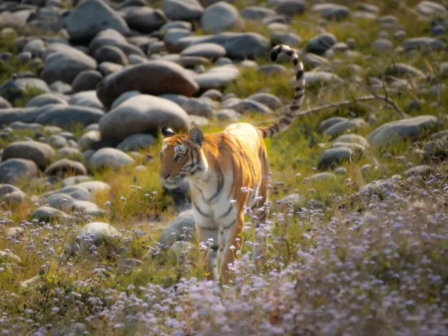 Sunderban Tiger Safari — Short Break — West Bengal