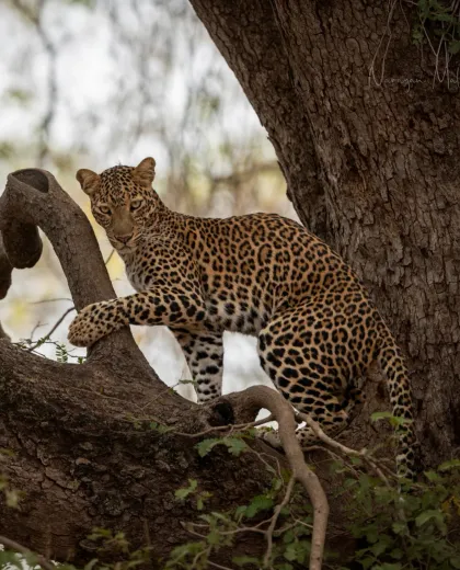 Big Cats of India Tour, Tiger Safari India, Lion Safari