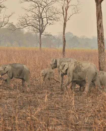 Big Five of India: Tiger, Leopard, Elephant, Rhino and Lion (and Where to See Them)
