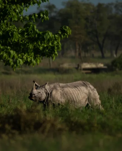 23 Best National Parks In India For Tiger Safari Tours