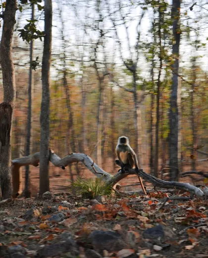 Pench and The Jungle Book: Mowgli, Seoni and the Real Story