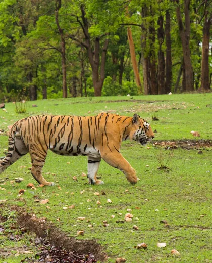 13 Things to Do in Pench National Park (2026–27): Safaris, Boat Rides & More